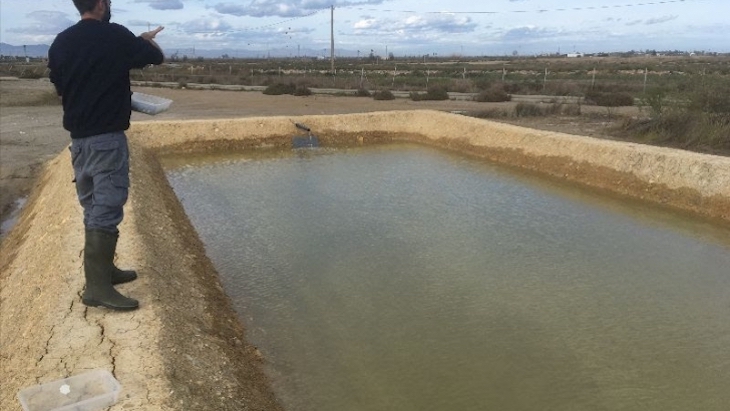 Cultivar almejas en campos de arroz salinizados del delta del Ebro para evitar los daños del cangrejo azul