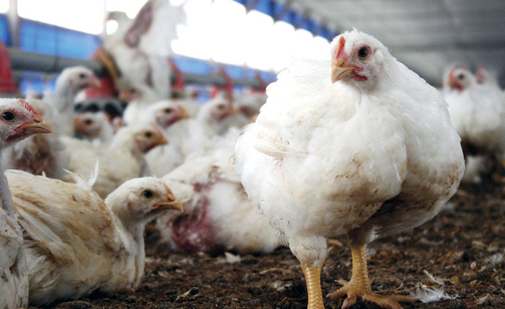 Las crueles prácticas que se producen en la cadena de suministro de McDonalds se paralizan dos meses