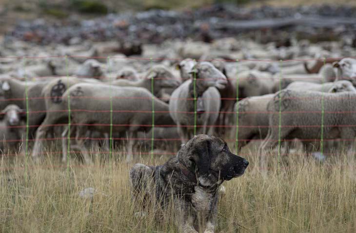 La ‘polémica’ de la caza del lobo pasa por mastines
