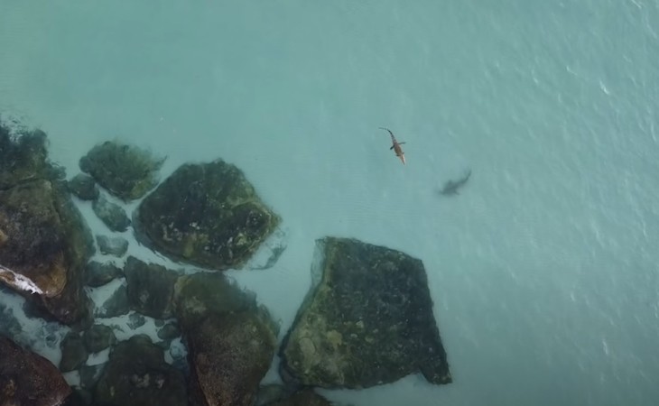 Un tiburón quiere comerse a un cocodrilo