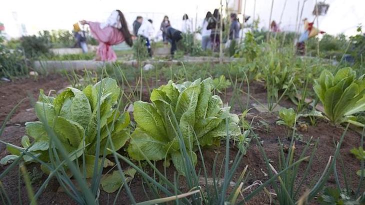Sevilla desaloja los huertos sociales de Torreblanca