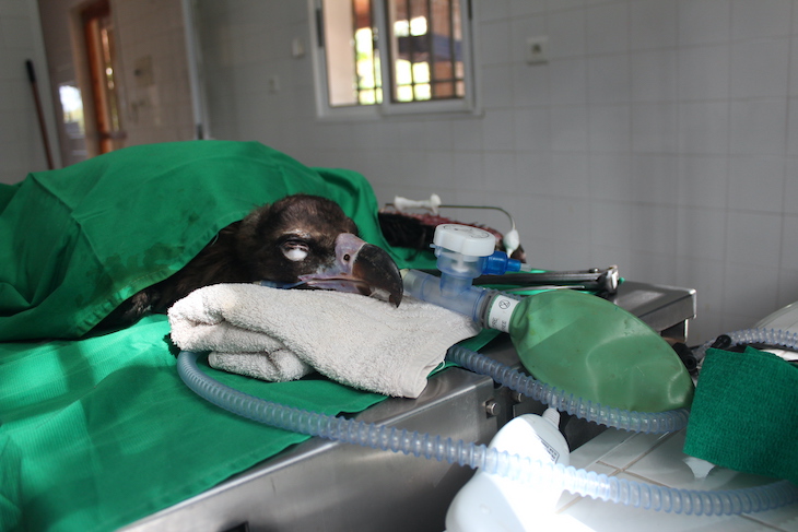 Red internacional medicina para la conservación de las aves salvajes