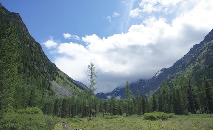 La capacidad de los árboles para eliminar el CO2 podría perderse en condiciones climáticas más adversas
