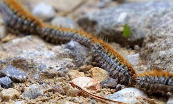 A la ‘baja’ la procesionaria del pino en Navarra