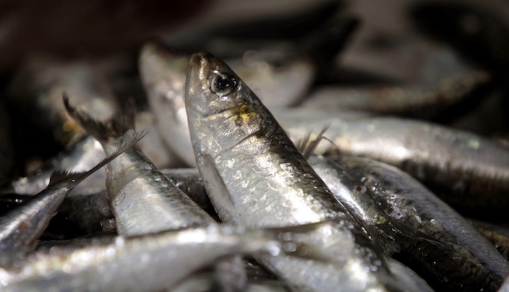 Sardinas y anchoas del Mediterráneo con ‘microplasticos’