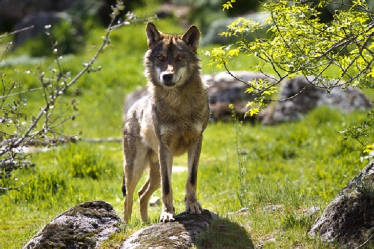 España garantiza las indemnizaciones por daños a la ganadería extensiva por parte del lobo ibérico