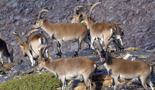 Activan un proyecto para la gestión de ungulados silvestres en el Parque Nacional de Sierra Nevada