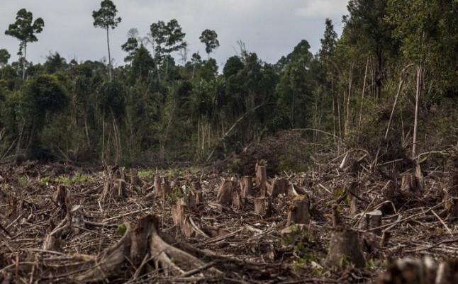 Baltasar Garzón es partidario de perseguir con mayor dureza los crímenes contra el medio ambiente