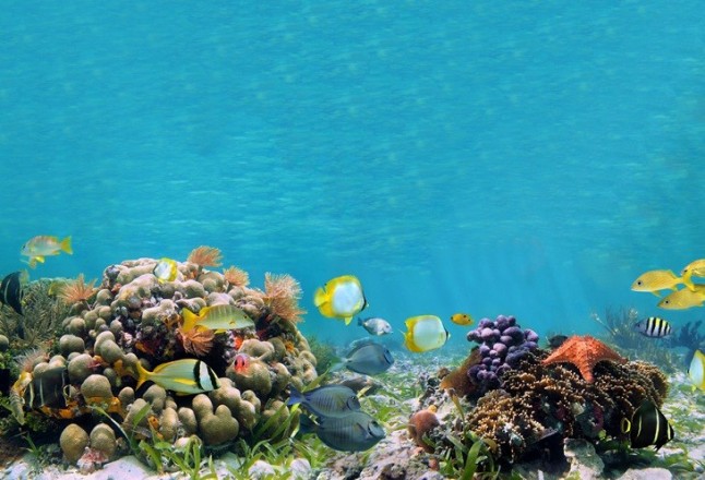 La ONU se pone manos a la obra para conservar y proteger casi dos tercios del océano