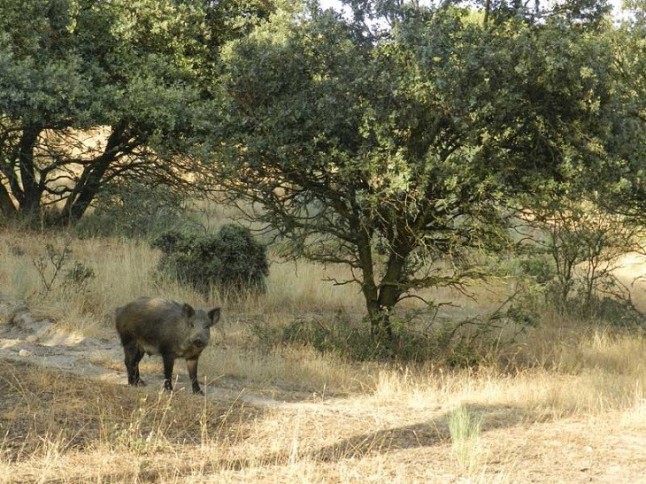 Doñana padece una nefasta gestión ganadera