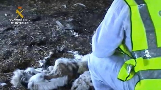 Intervenida una finca donde se hallaron una veintena de cabras en avanzado estado de descomposición