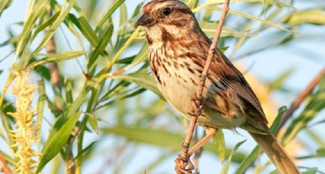Más de 1.400 personas identifican 119 especies en la metrópolis de Barcelona en una jornada