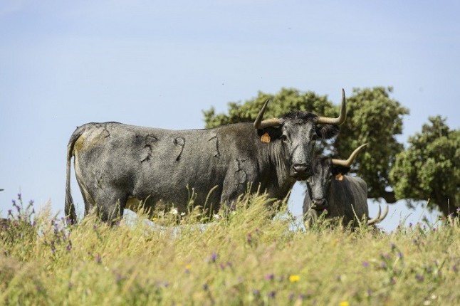 Aluvión de críticas contra la ministra Ribera por opinar en contra de los toros y la caza