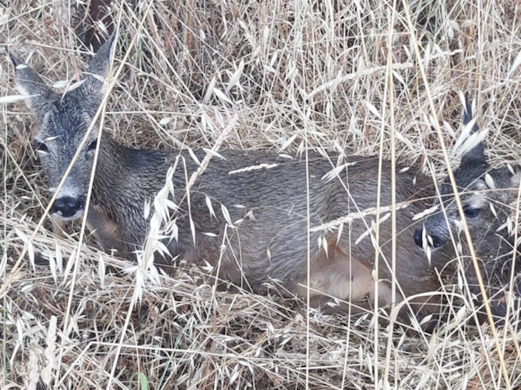 Un corzo y su cría se ahogaban en la piscina de un cortijo abandonado… y apareció la Guardia Civil