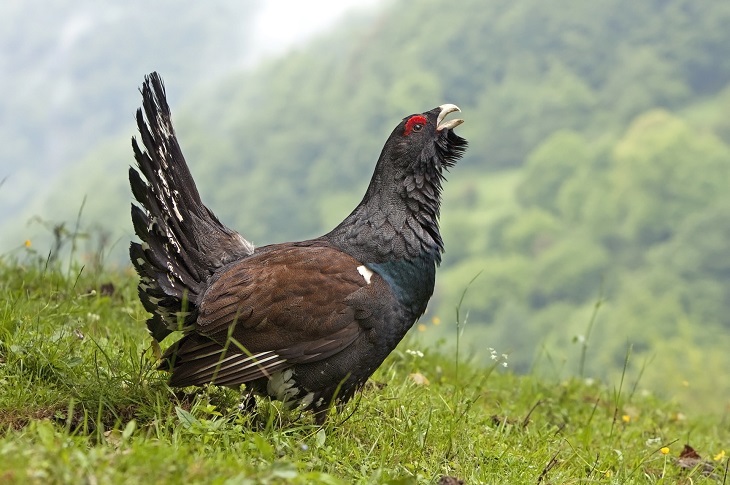 El urogallo en el Pirineo ‘contra las cuerdas’