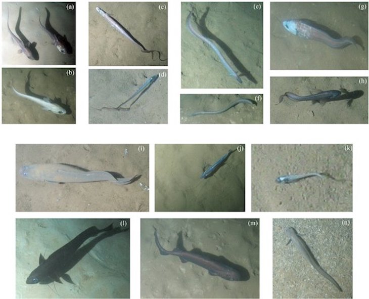 Primer seguimiento de migraciones de peces en el fondo marino