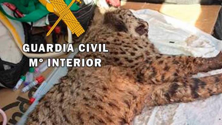 Hallan en Andújar (Jaén) un lince ibérico herido que ya se encuentra en recuperación