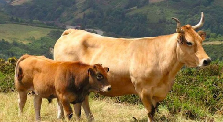 Un modelo optimiza la conservación de recursos genéticos animales de España