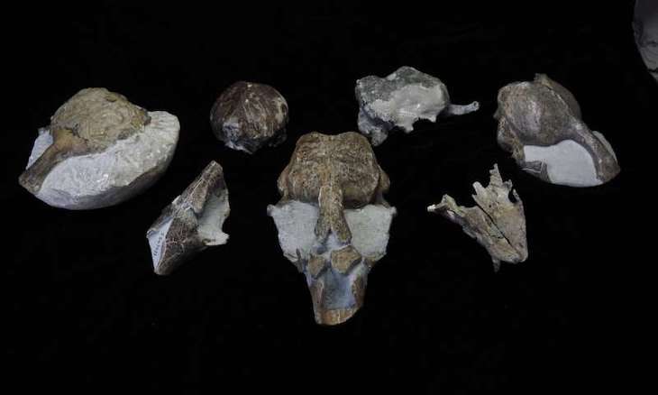 Nueva especie de foca fósil reescribe la historia evolutiva