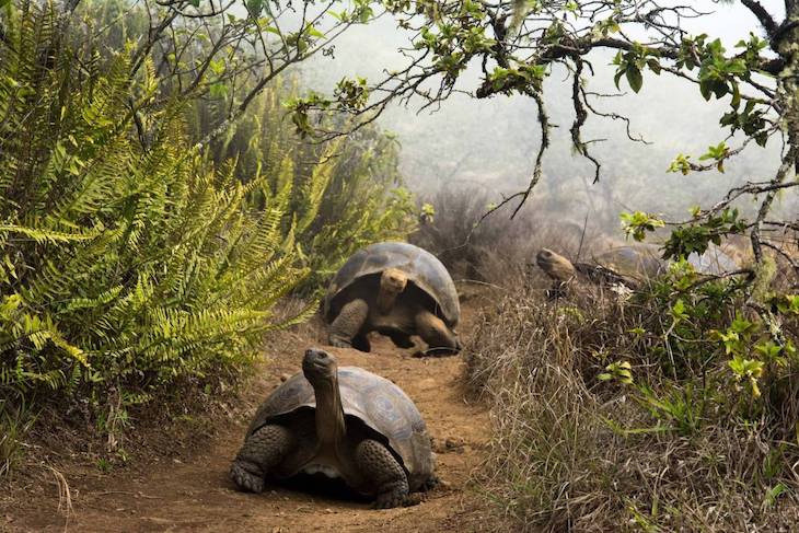 El enorme problema de las tortugas gigantes de Galápagos con los antibióticos