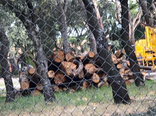 Vecinos de Majadahonda y Pozuelo de Alarcón alarmados por la tala de más de un centenar de árboles
