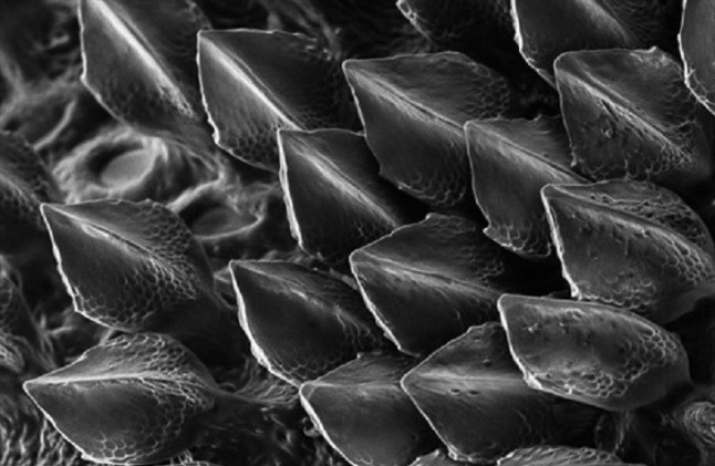 Una teoría de Alan Turing descifra el patrón de las escamas de tiburón