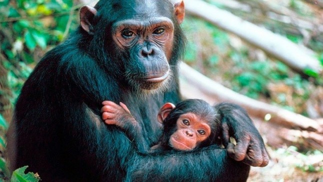 Humanos y chimpancés