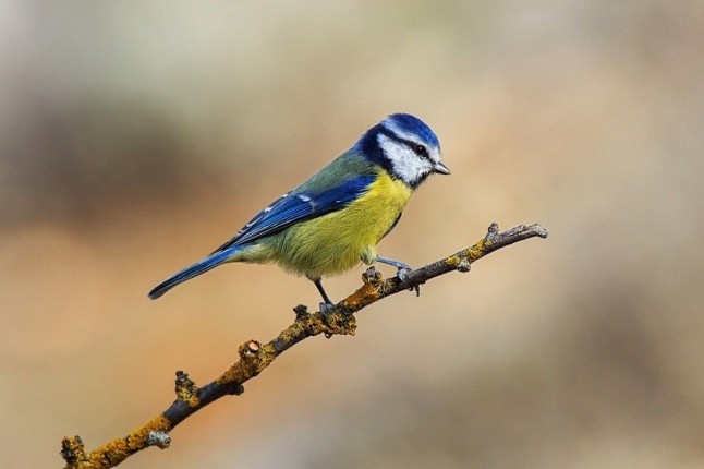 El aumento de temperatura reduce el nivel de parásitos en los nidos de herrerillo
