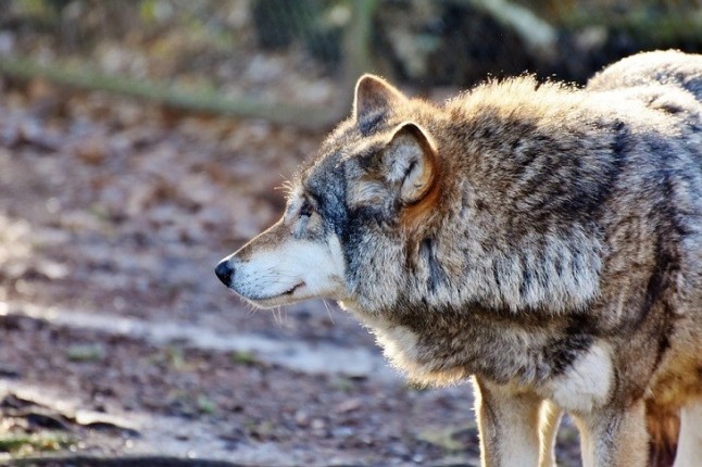 El nuevo Ejecutivo pasa olímpicamente de la protección del lobo