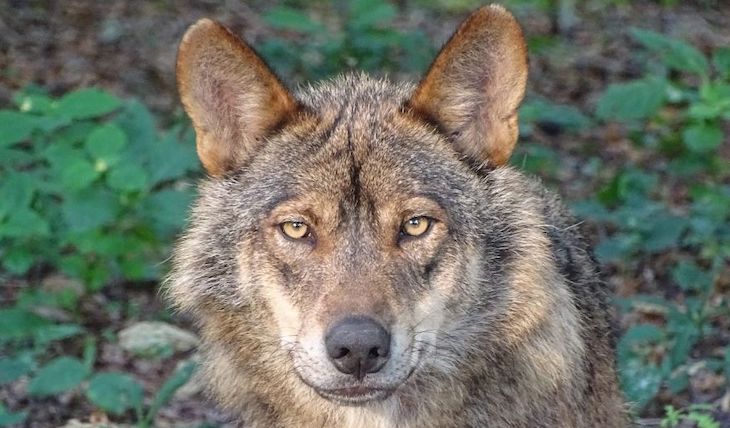 El borrador de la Estrategia para la Conservación y Gestión del Lobo propone su inclusión en el listado de Protección Especial