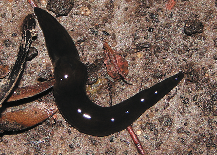 Su presencia es abundante y representan un riesgo para la biodiversidad