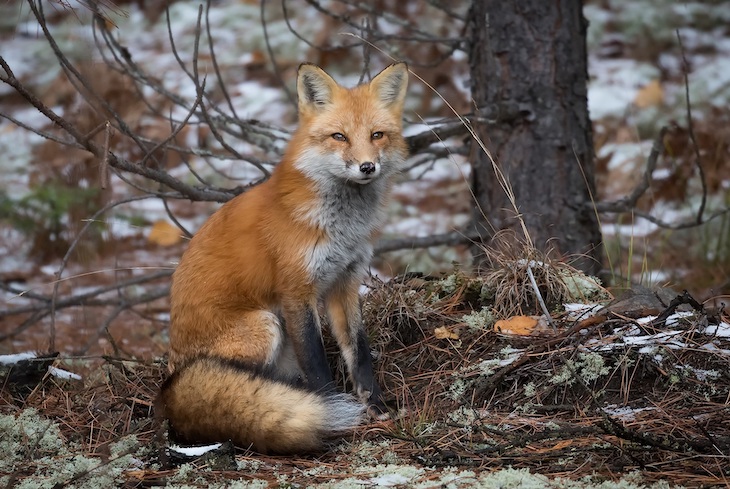 Cada año matan a balazos más de 12.000 zorros en Galicia