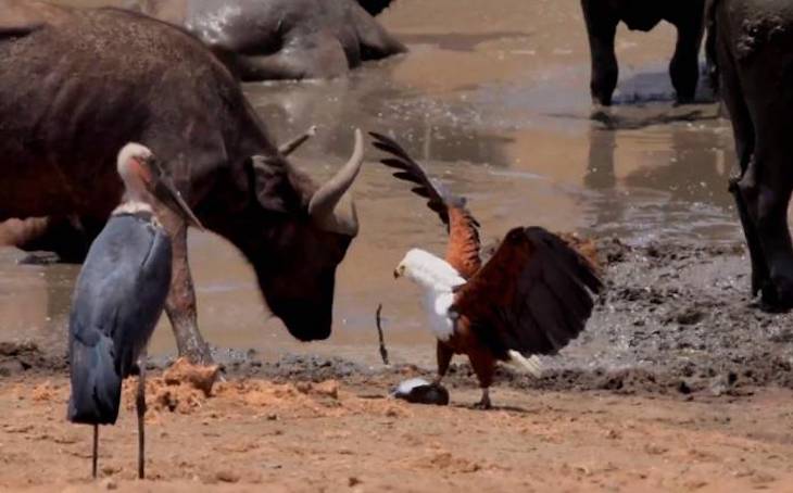 Un águila ‘impone’ su ley (video)
