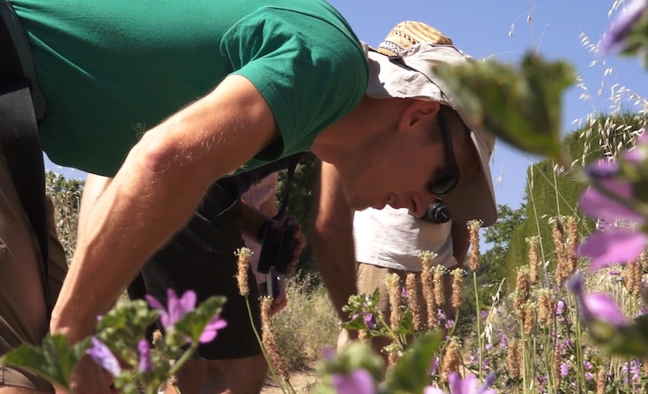 EL COVID-19 promueve una nueva forma de gestionar el verde urbano a favor de los polinizadores