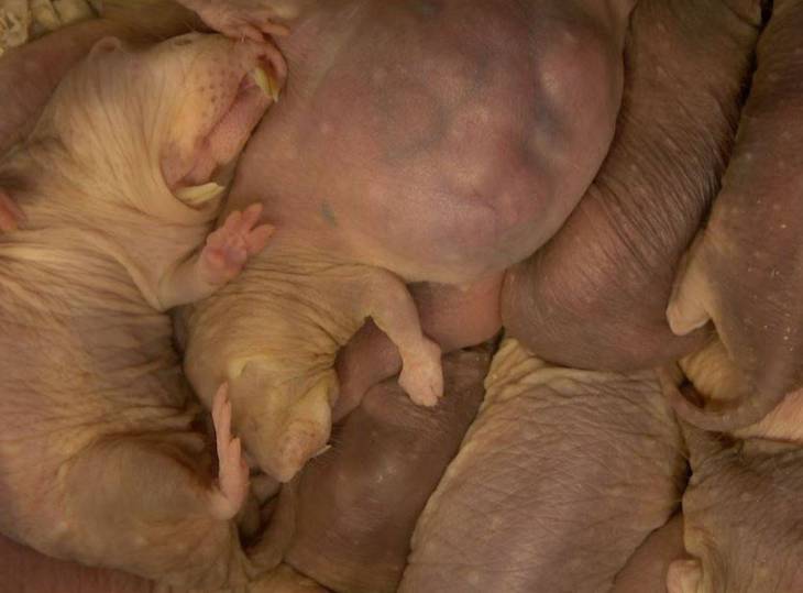 La ‘criptonita’ de los ratopines rasurados es el bajo nivel de dióxido de carbono