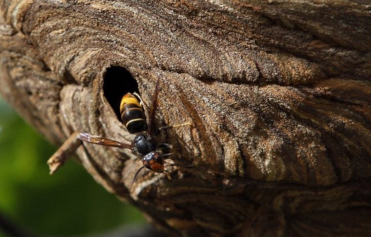Torrelavega ‘pone toda la carne en el asador’ para capturar reinas de avispa asiática
