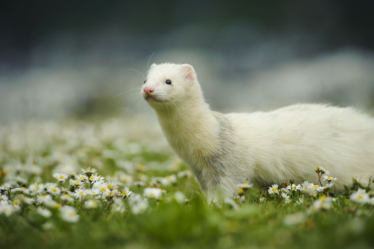 Animales a los que se les puede transmitir el Covid-19