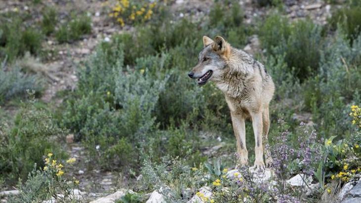 Cantabria pública la orden para subvenciones por daños de lobo y oso