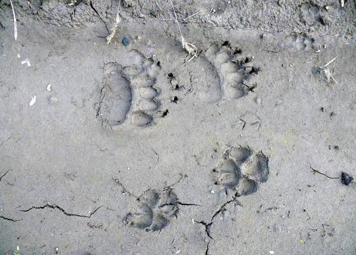 Los lobos de Mongolia prefieren animales salvajes que el ganado