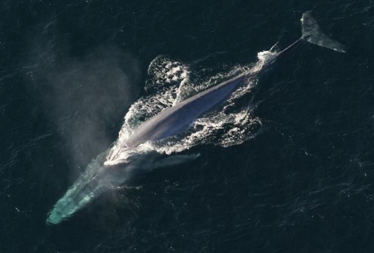 Qué sabes de las ballenas azules pigmeas