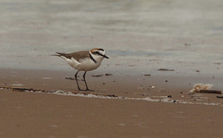 Más playas naturales en Valencia y Castellón para el chorlitejo