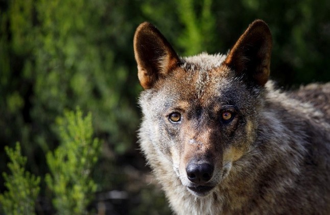 Oposición a la persecución de lobos dentro del Parque Picos de Europa