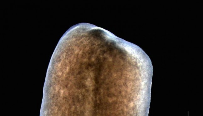 Señales eléctricas inician la regeneración del gusano plano