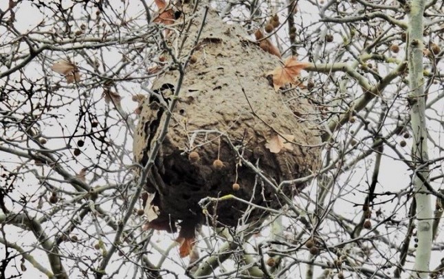 Detectado por primera vez un nido de avispa asiática en el Baix Llobregat