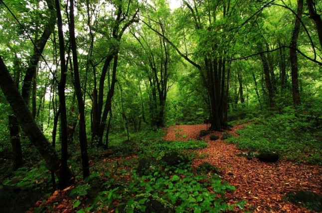 Ekoetxea Urdaibai acoge la exposición "Bosque ideal"