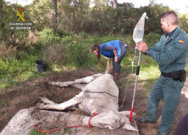 Una mula abandonada muere en Almonte