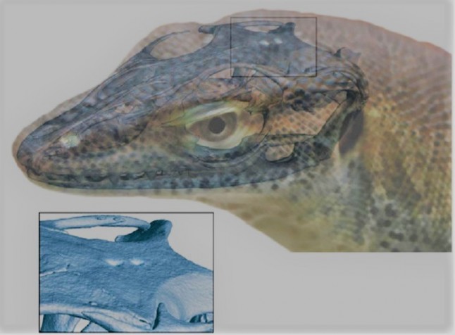 Hallan un lagarto extinto de cuatro ojos