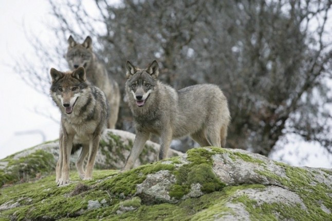 2.000 ataques de lobos al ganado este año en Ávila y Segovia