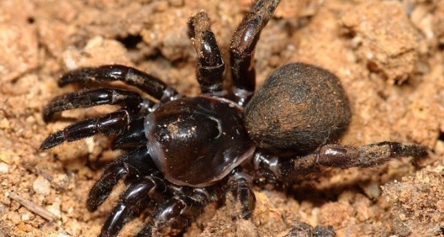 A punto de cumplir los 44 años muere la araña más vieja del mundo