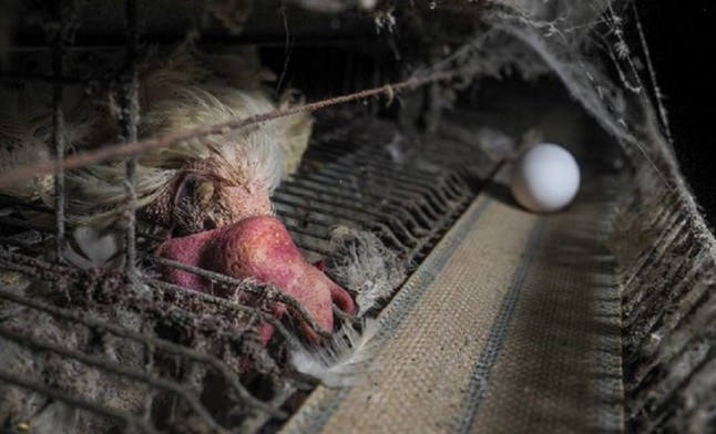 Escandalo al desvelar las condiciones insalubres de las gallinas de una granja en Italia